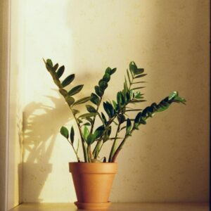 Home wooden greenery